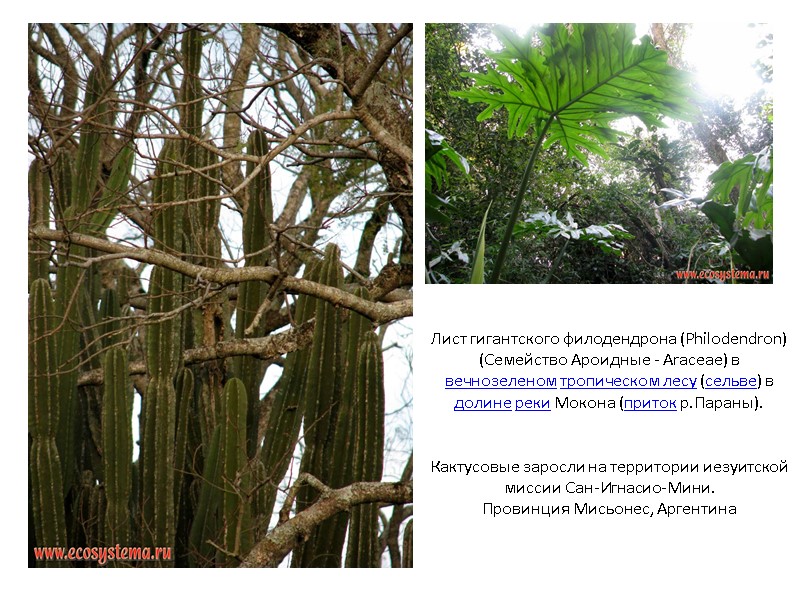 Лист гигантского филодендрона (Philodendron) (Семейство Ароидные - Araceae) в вечнозеленом тропическом лесу (сельве) в
